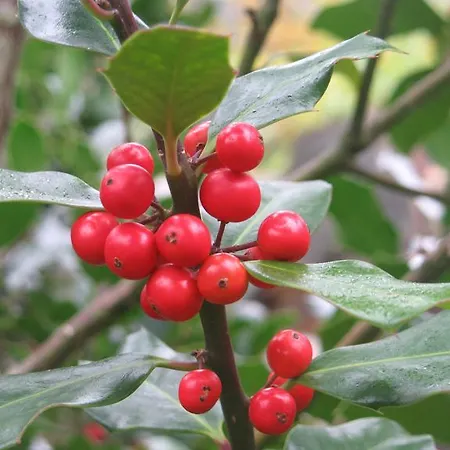 Ferienhaus Casa Da Cerejinha Góis