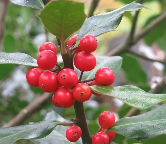 Feriehus Casa Da Cerejinha Góis